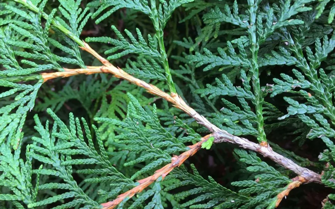 THUJA OCCIDENTALIS BRABANT / THUYA DU CANADA BRABANT