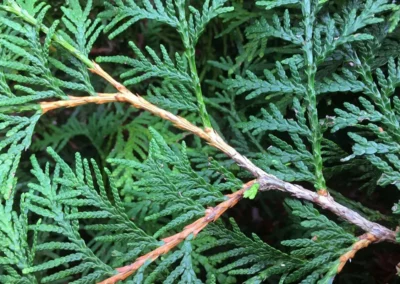 38715-604thuja-occidentalis-brabant-detail-2-1