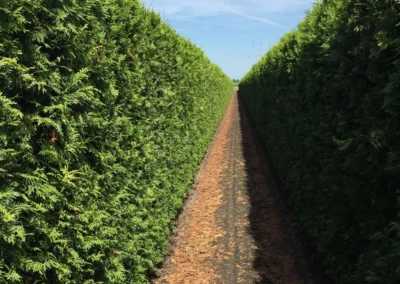 38715-606thuja-occidentalis-brabant-200cm-summer-1