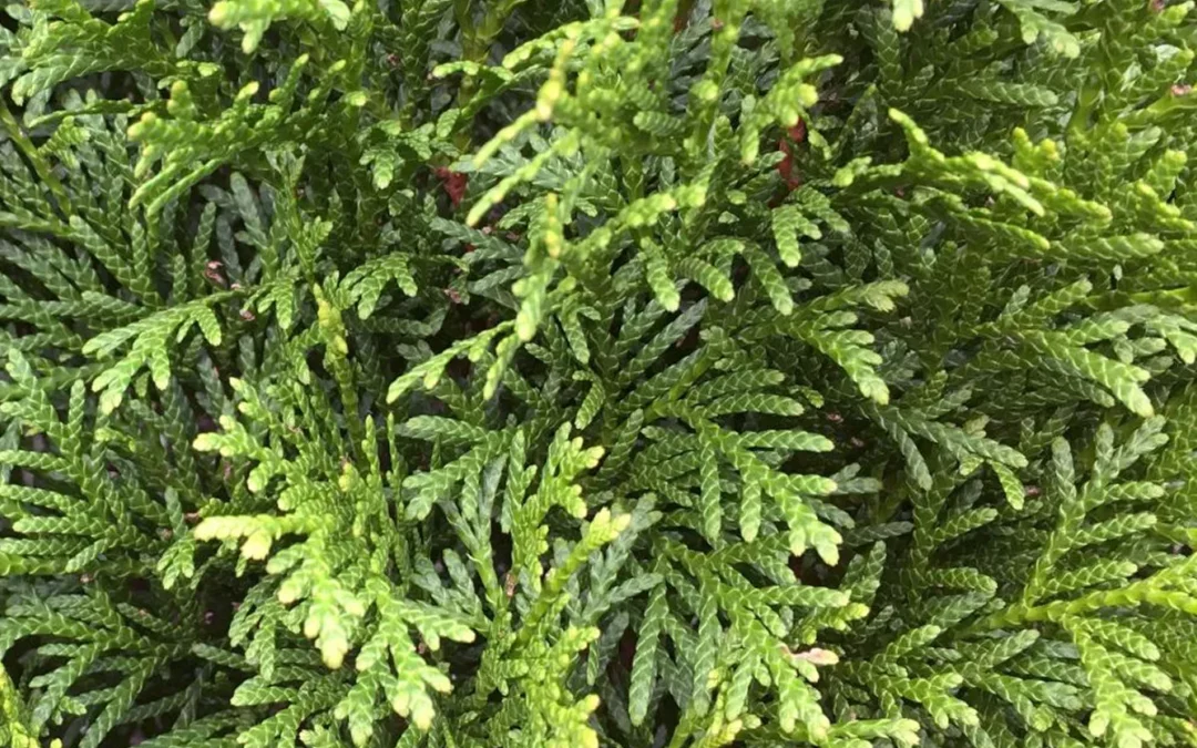 THUJA OCCIDENTALIS SMARAGD / THUYA DU CANADA ÉMERAUDE