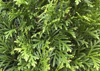 38718-608thuja-occidentalis-smaragd-detail-2-1