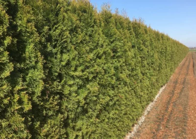 38718-609thuja-occidentalis-smaragd-200cm-winter-1