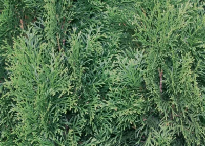 38718-611thuja-occidentalis-smaragd-detail-1
