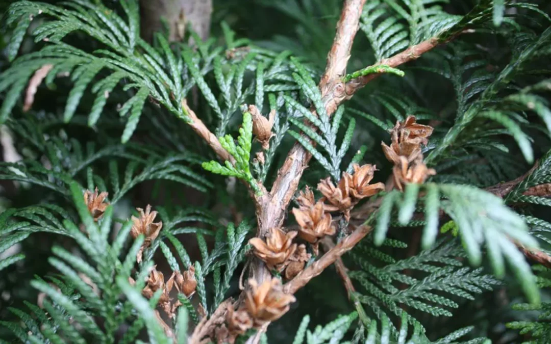 THUJA PLICATA / THUYA GÉANT