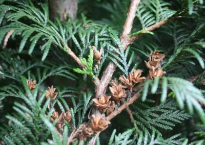 38721-613thuja-plicata-excelsa-detail-2-1