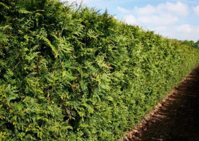 38721-615thuja-plicata-excelsa-200cm-summer-1