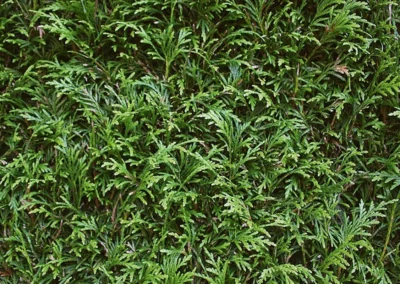 38721-617thuja-plicata-excelsa-detail-1-1