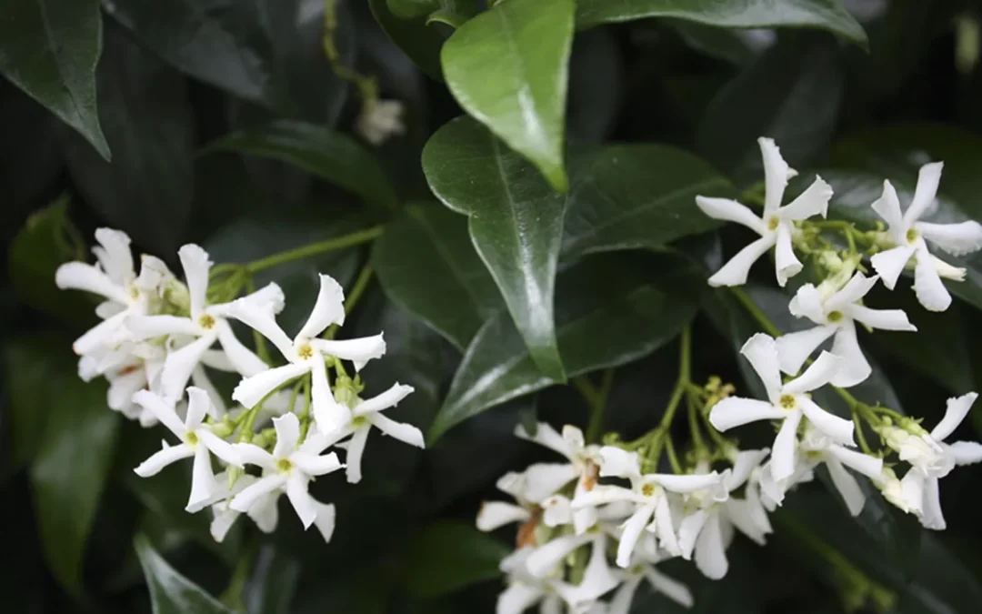 TRACHELOSPERMUM JASMINOIDES / JASMIN ÉTOILÉ