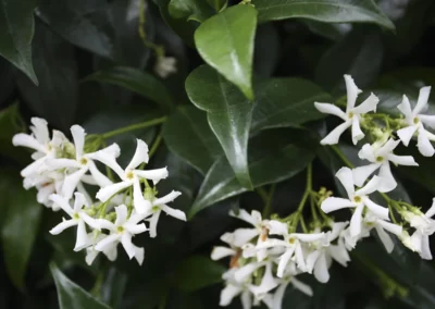 38724-181trachelospermum-jasminoide-flower-rgb-1