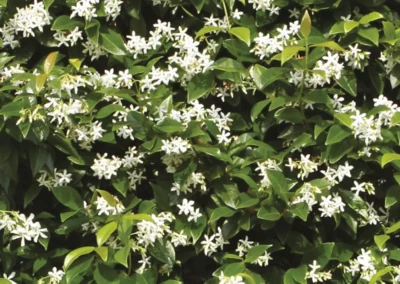 38724-182trachelospermum-jasminoides-detail-1-rgb-1