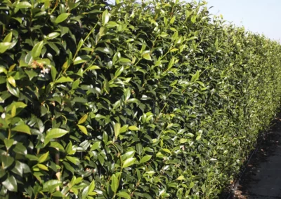 38724-185trachelospermum-jasminoides-winter-rgb-1